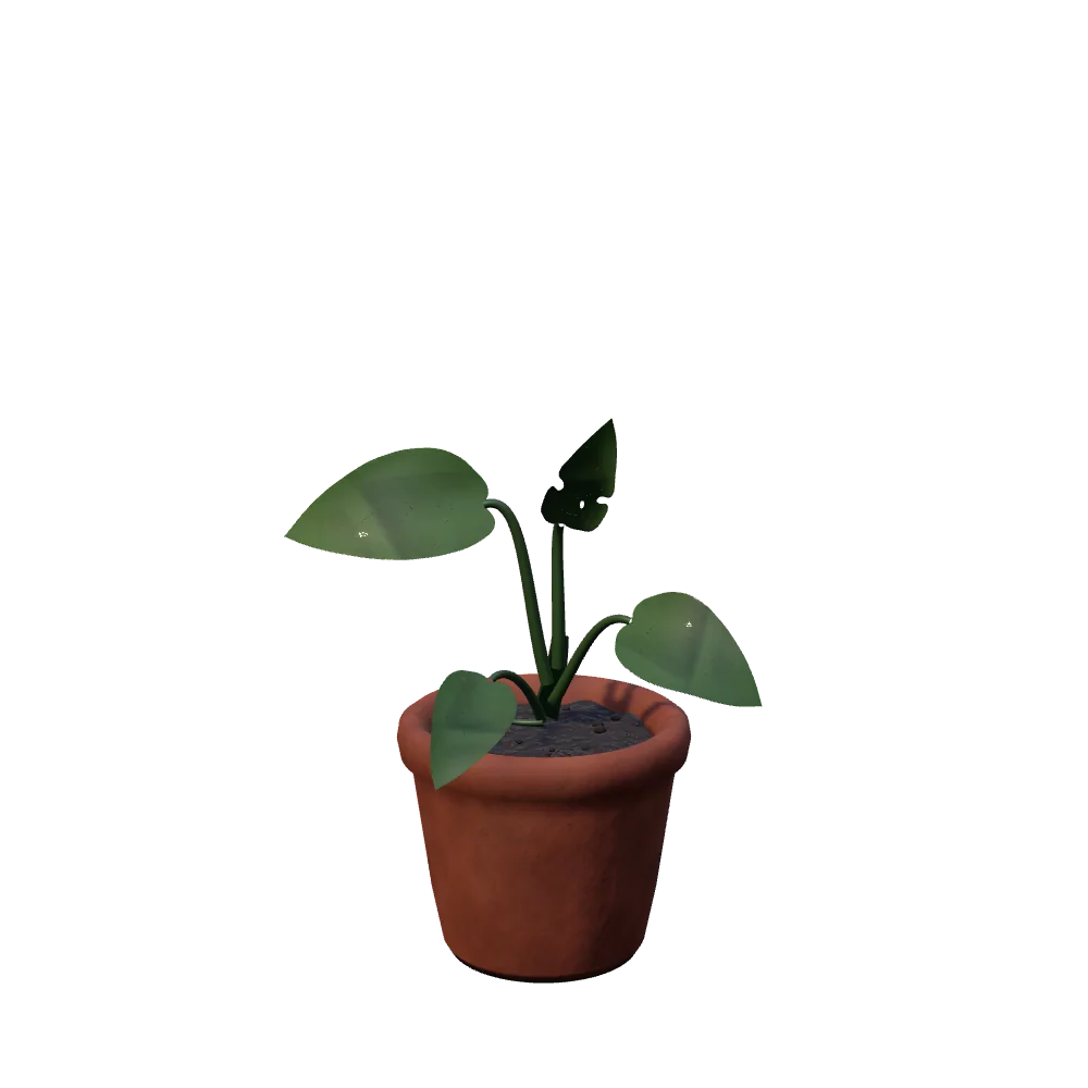 Actual Monstera at young growth