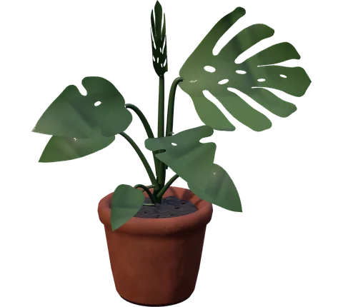 Actual Monstera at its established stage