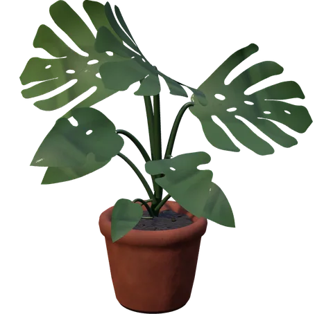 Actual Monstera at its mature stage