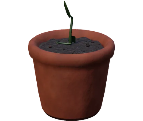 Actual Monstera at its seeded stage