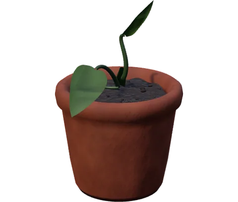 Actual Monstera at its sprout stage