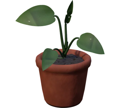 Actual Monstera at its young stage