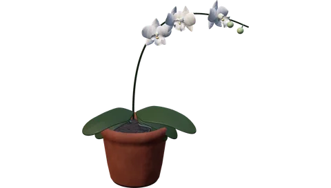 Actual RealityKit Moth Orchid plant