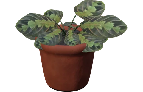 Actual RealityKit Prayer Plant plant