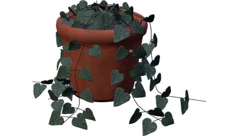 Actual RealityKit String of Hearts plant